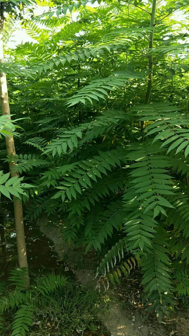 火炬树规格齐全价格低廉！火炬树苗易成活低价格