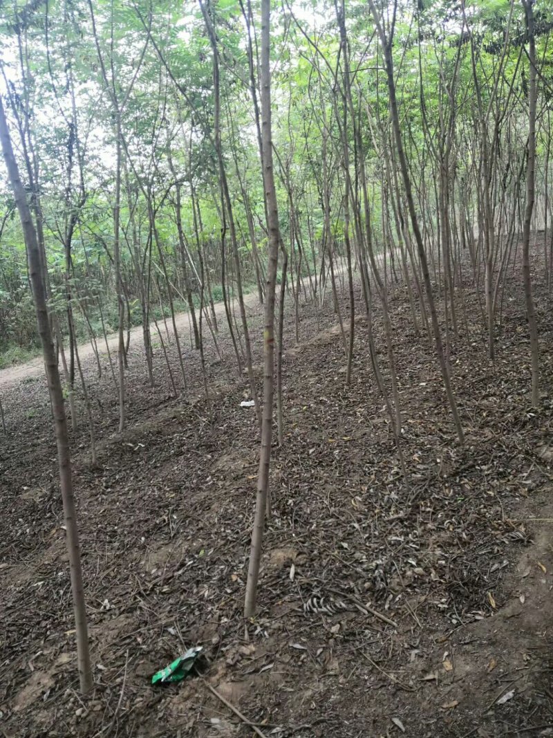 火炬树规格齐全价格低廉！火炬树苗易成活低价格