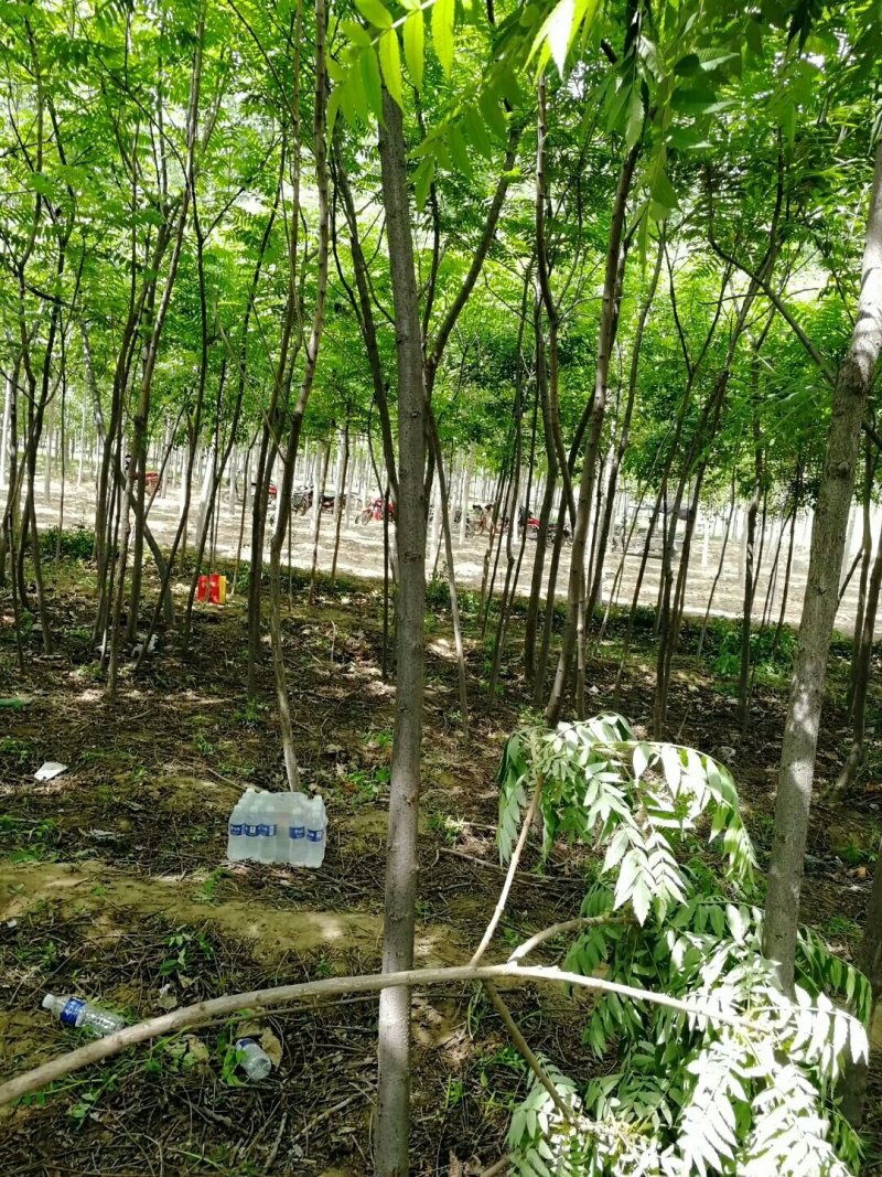 火炬树规格齐全价格低廉！火炬树苗易成活低价格