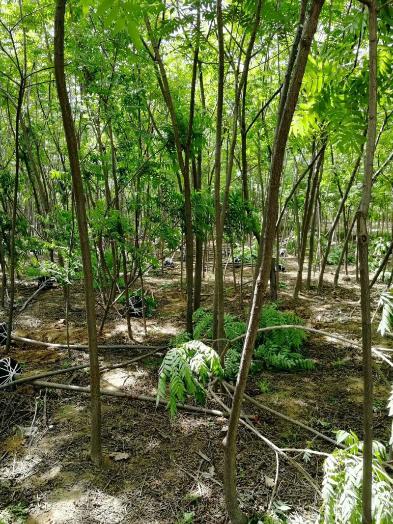火炬树规格齐全价格低廉！火炬树苗易成活低价格