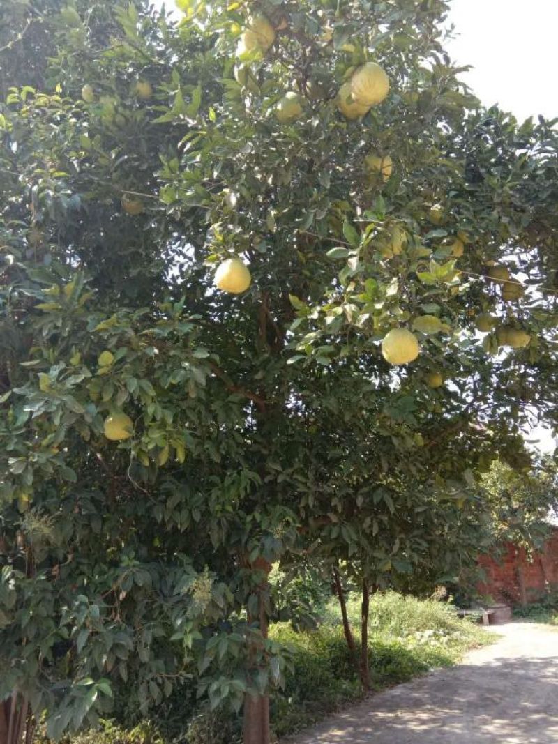 胡柚树