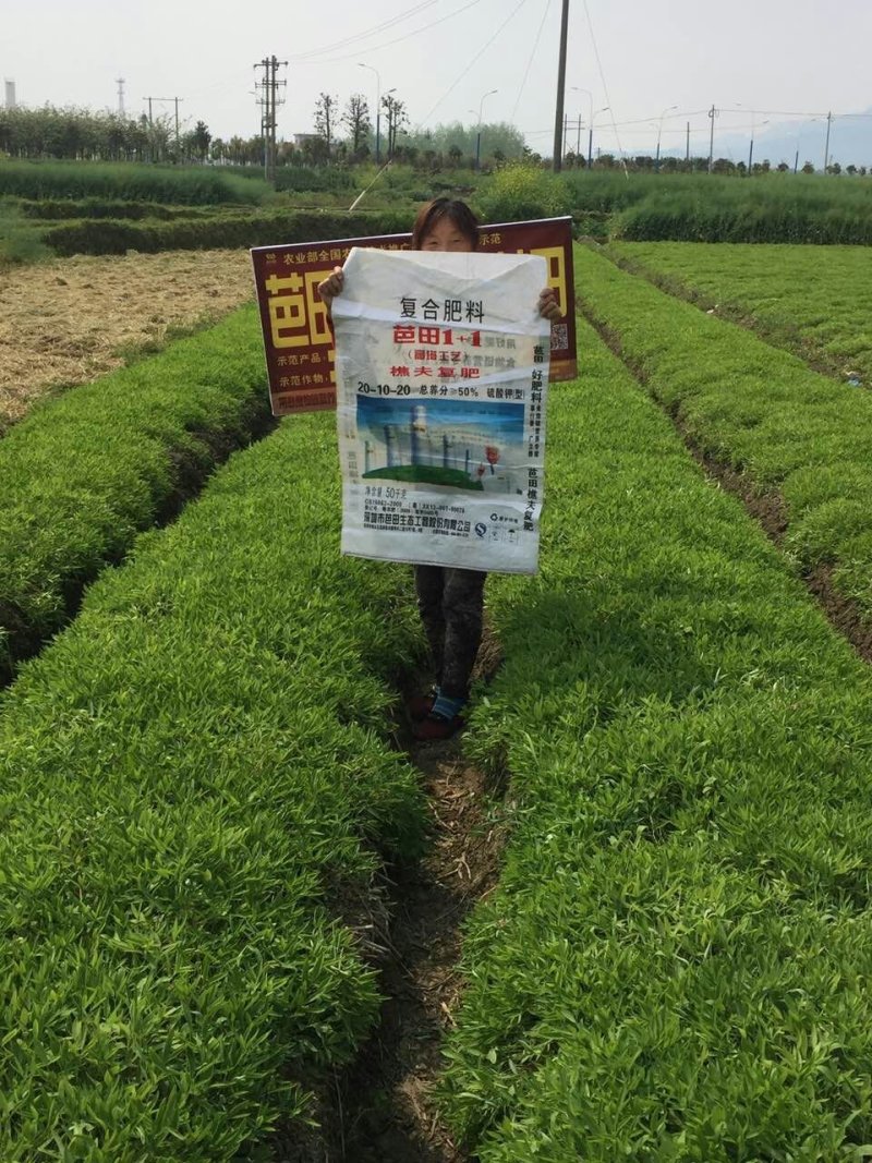 汉中纯手选元胡种量大上门指导