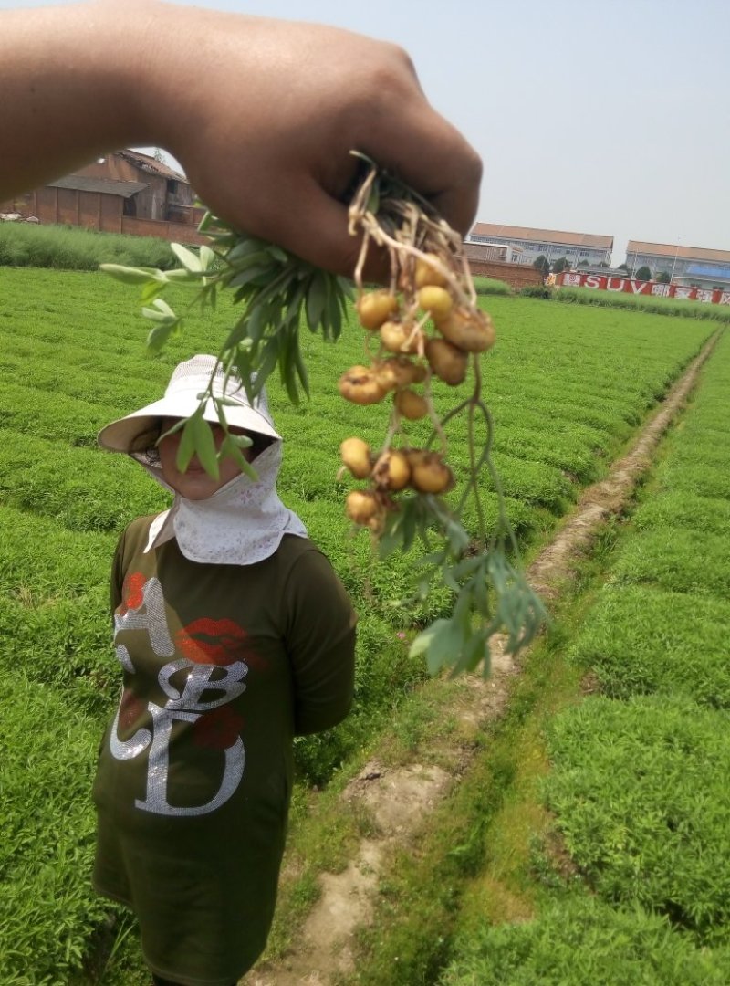 汉中纯手选元胡种量大上门指导