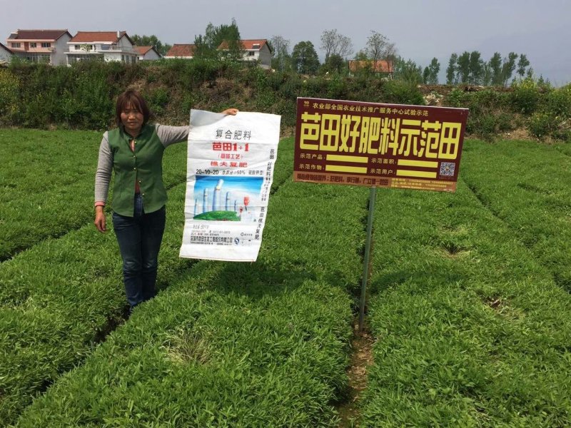 汉中纯手选元胡种量大上门指导