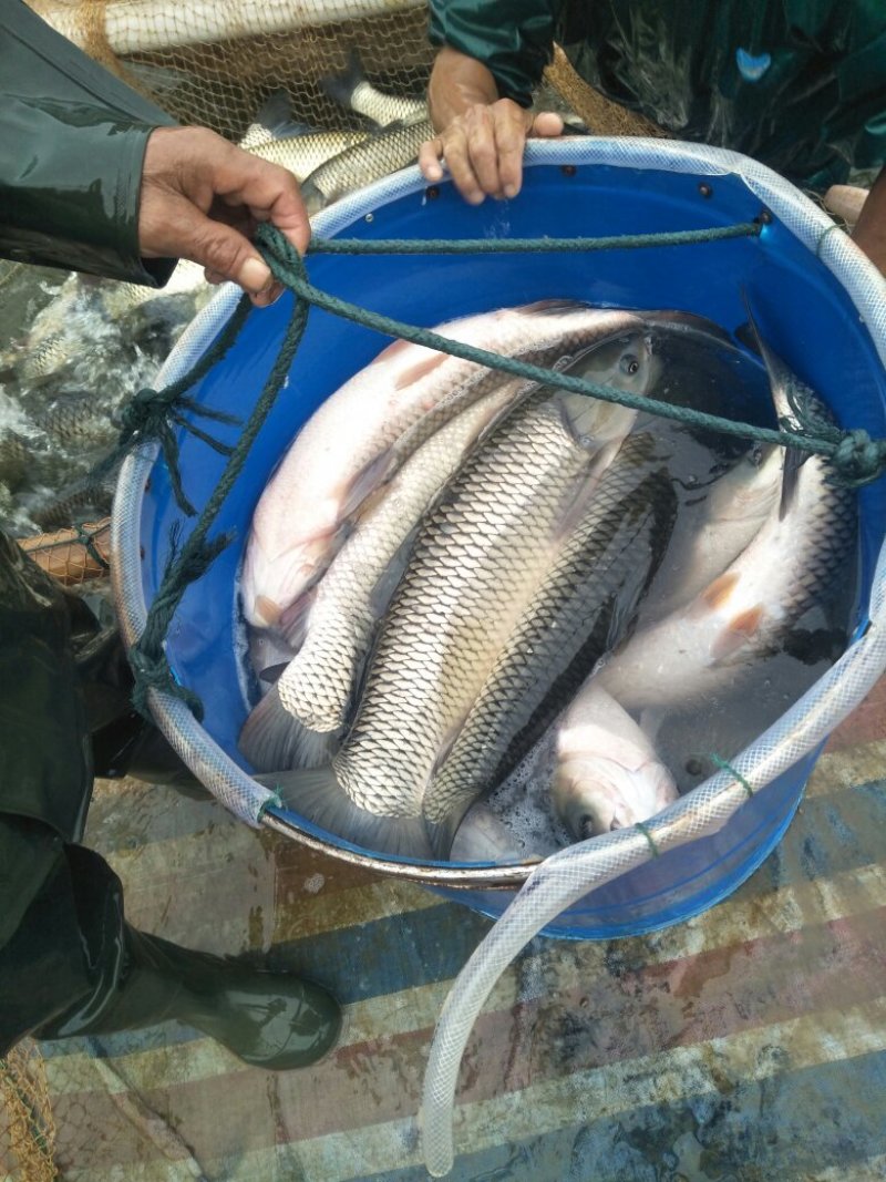 3到5斤水库草鱼，质量好，交通方便，价格合理，