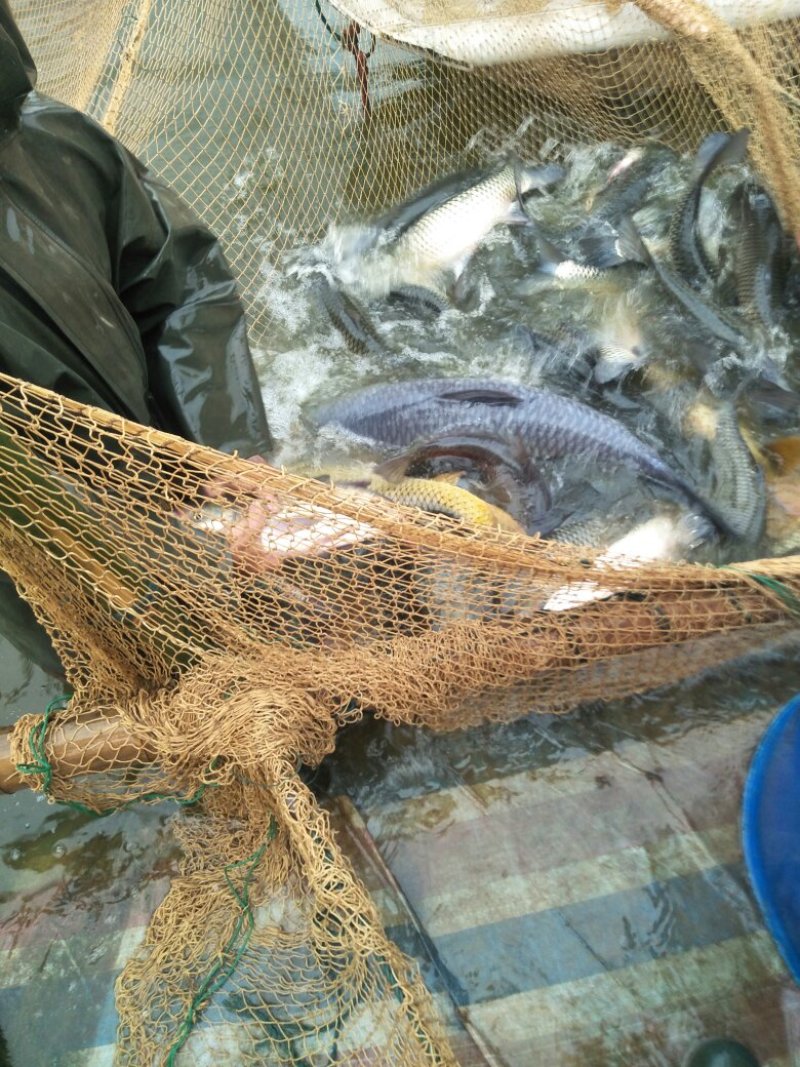 3到5斤水库草鱼，质量好，交通方便，价格合理，