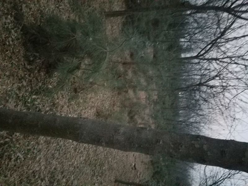 皂荚树