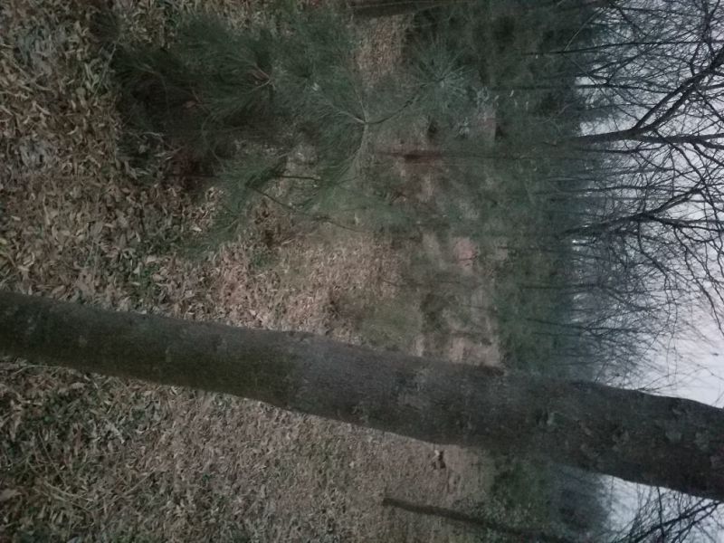皂荚树