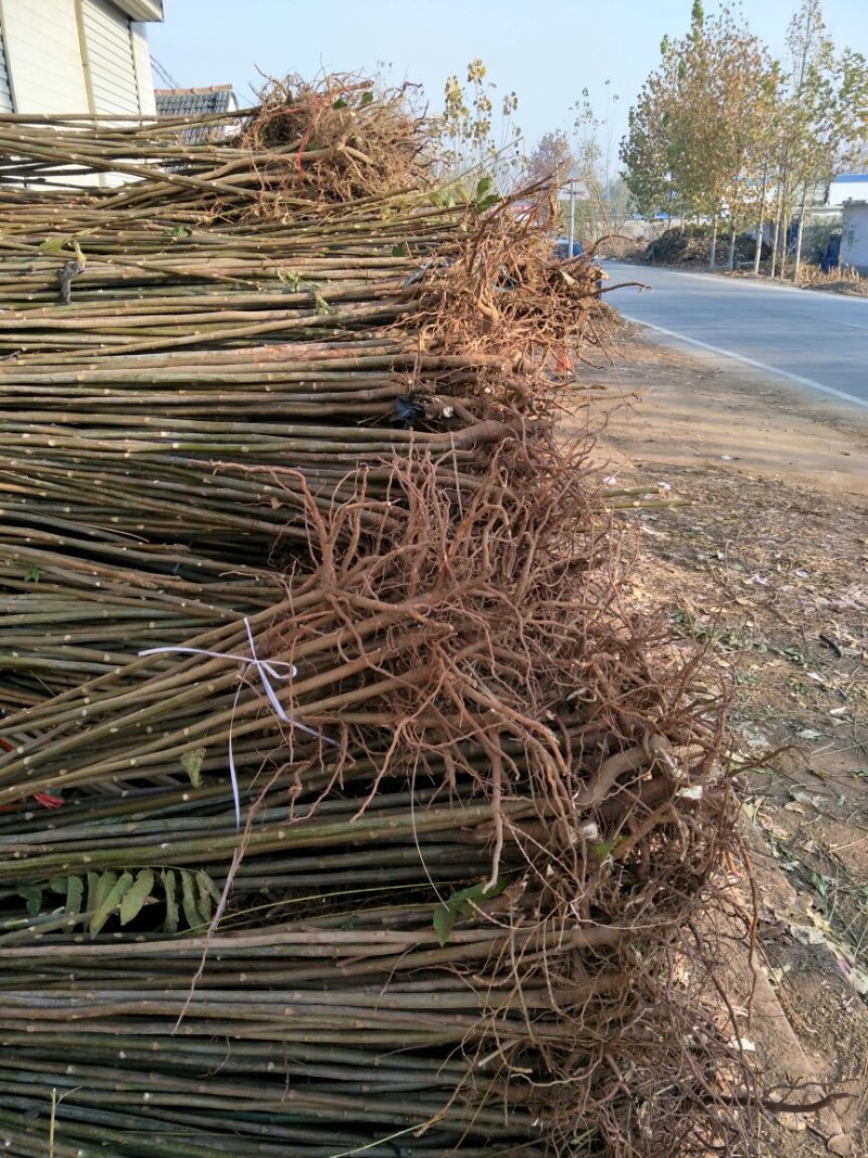 香椿树苗大棚红油香椿树苗矮化香椿苗占地香椿树