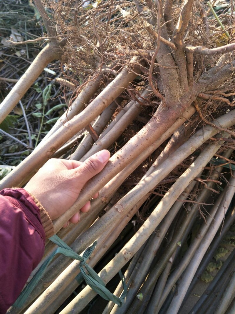 香椿树苗大棚红油香椿树苗矮化香椿苗占地香椿树