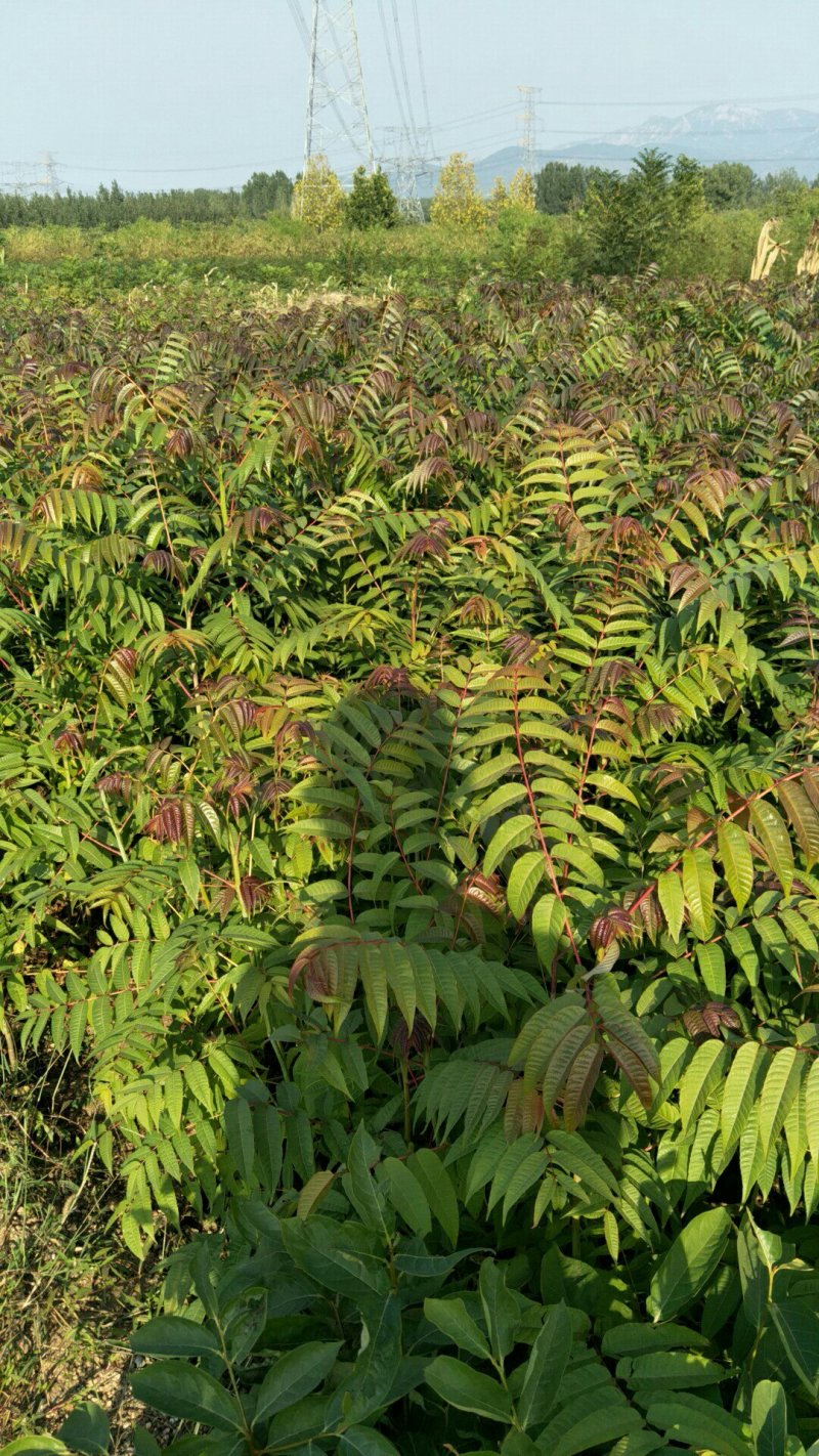 香椿树苗大棚红油香椿树苗矮化香椿苗占地香椿树