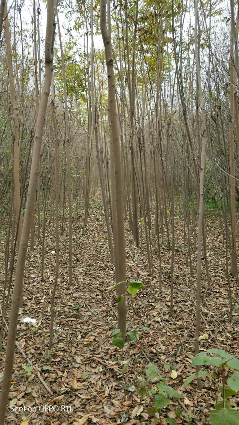 香椿树苗大棚红油香椿树苗矮化香椿苗占地香椿树