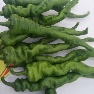 线椒二炮螺丝茹子胡芦