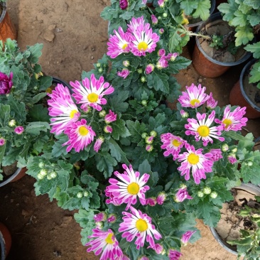 菊花