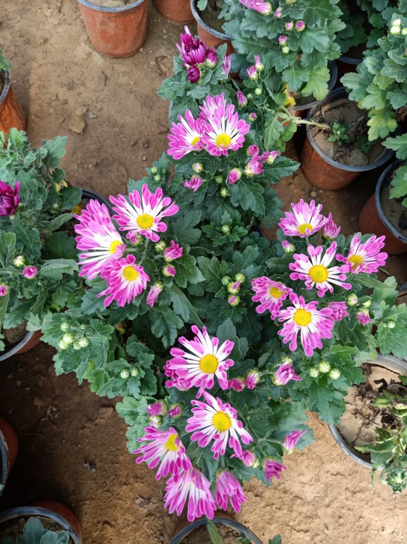 菊花