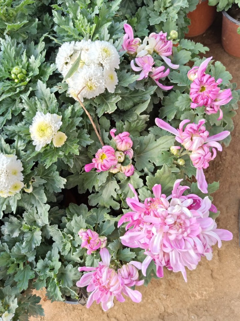 菊花