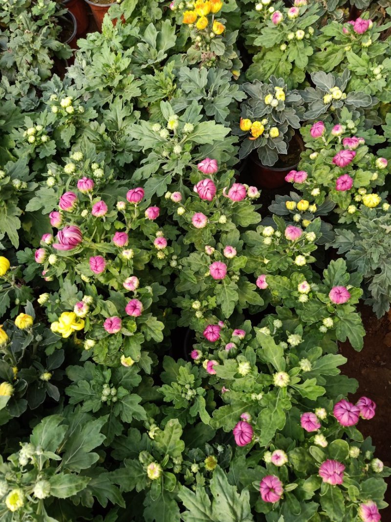菊花