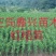 正宗红桔苗\免费提供技术