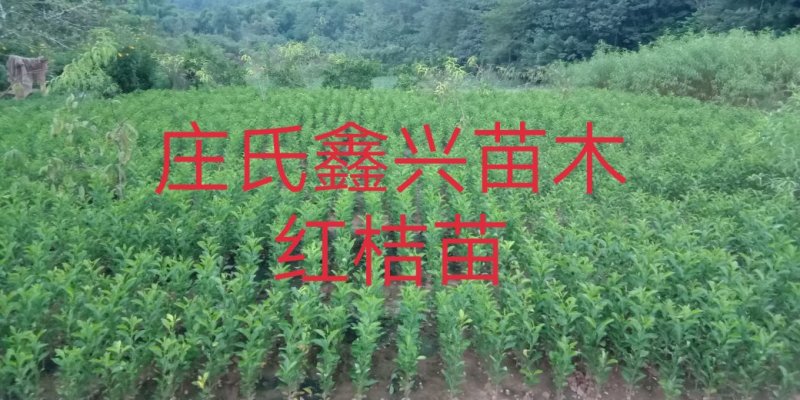 正宗红桔苗\免费提供技术