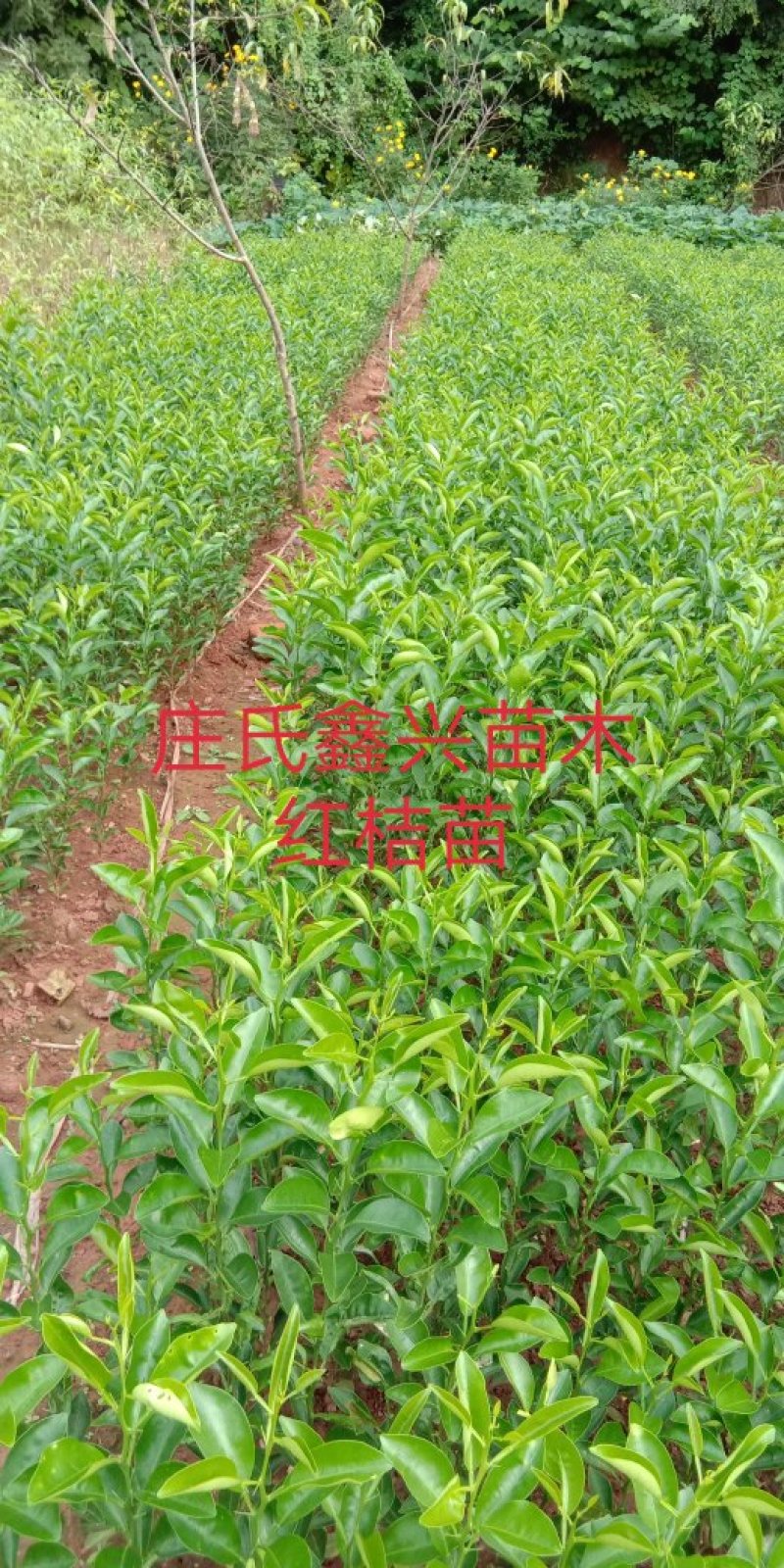 正宗红桔苗\免费提供技术