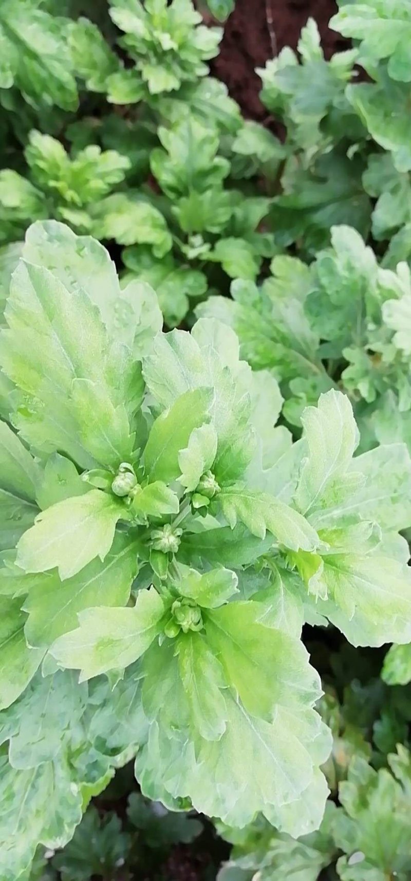 金丝皇菊自己家老人种植，自己家专业的烘干设备烘干的品质保