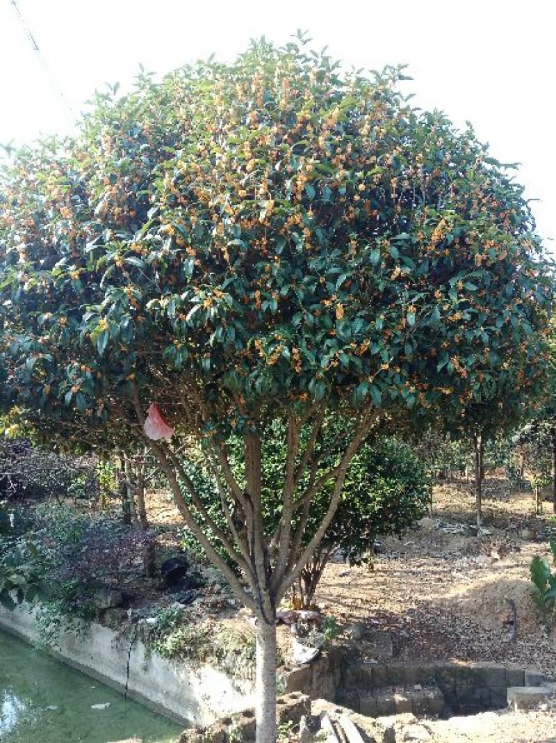 鲜桂花，无磺干桂花出售