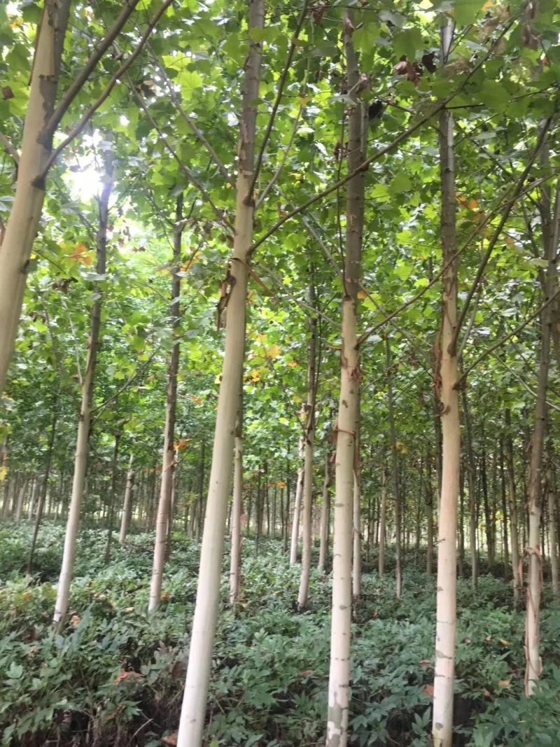 大量供应8-20公分速生法桐