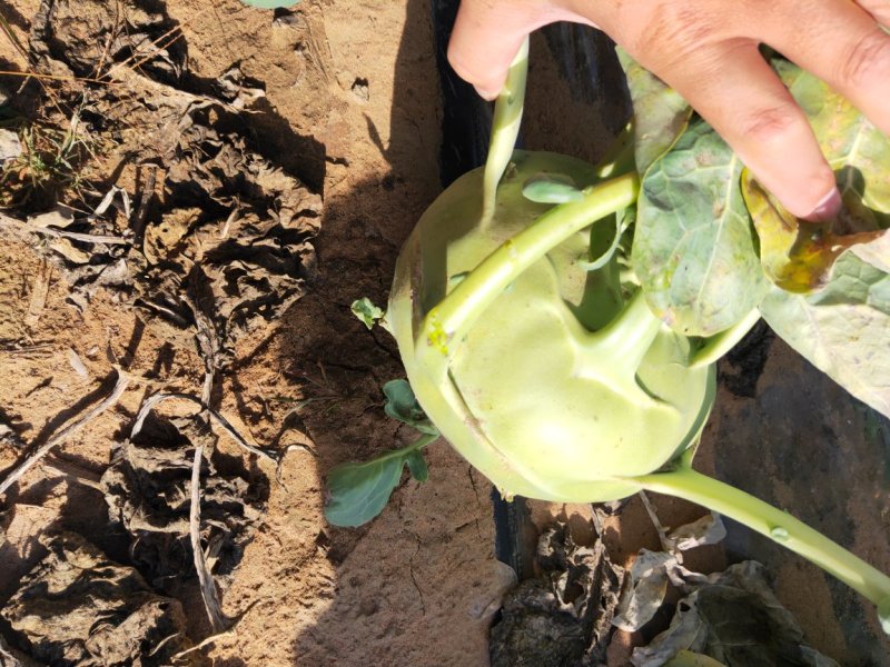 陕北榆林定边泡菜王苤蓝菜大量供应中，欢迎广大客户下单