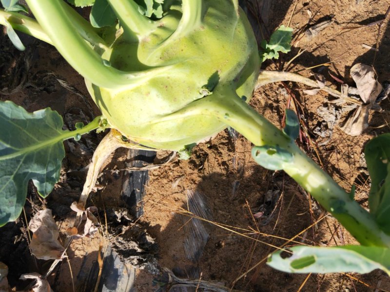 陕北榆林定边泡菜王苤蓝菜大量供应中，欢迎广大客户下单