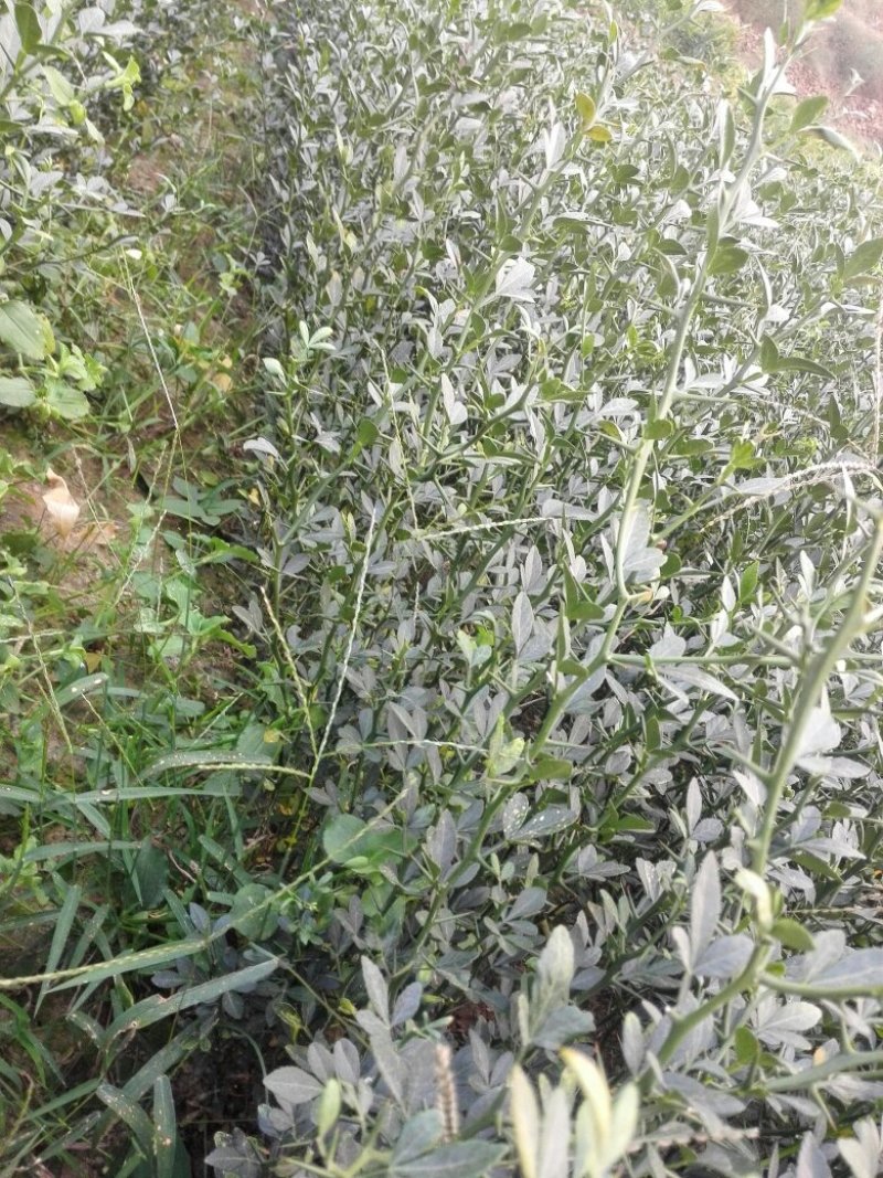 大量枳壳苗，苗壮质优。