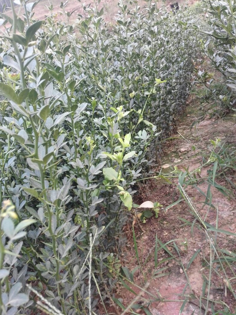 大量枳壳苗，苗壮质优。