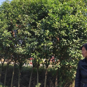 大叶女贞