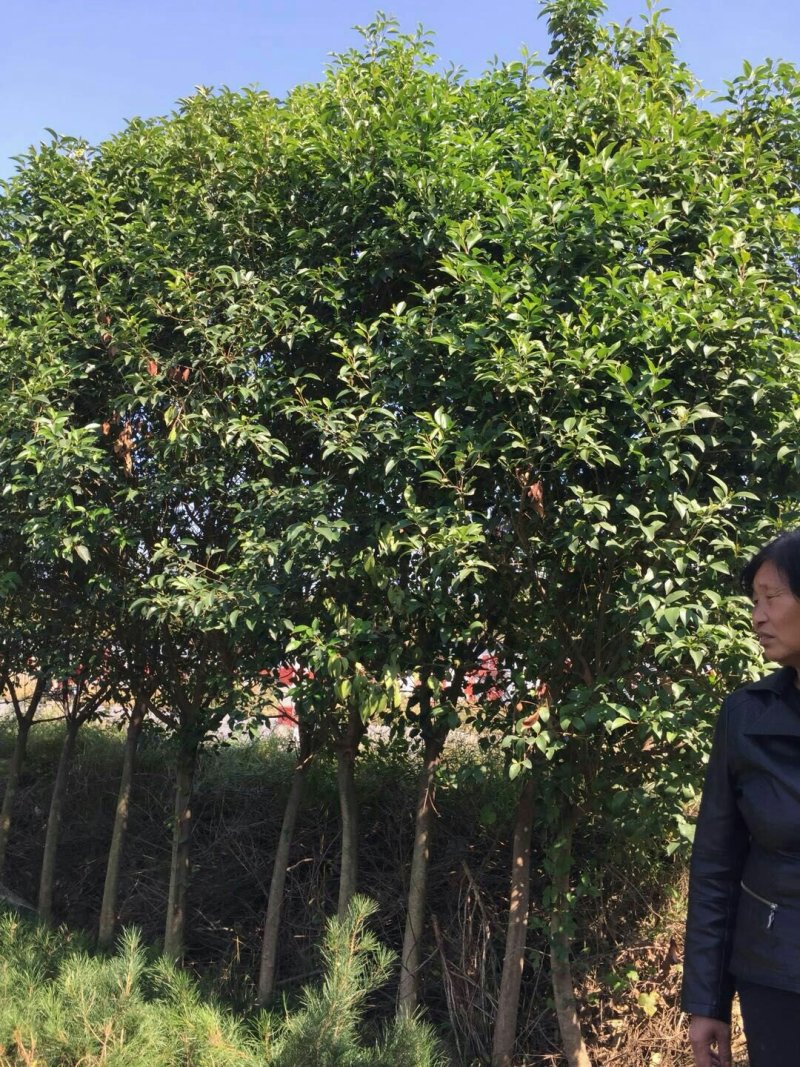 大叶女贞