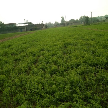 豌豆尖，棒菜，儿菜既将上市