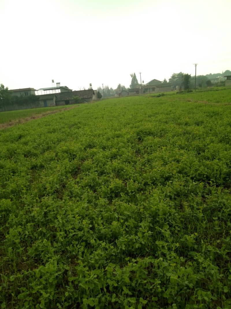 豌豆尖，棒菜，儿菜既将上市