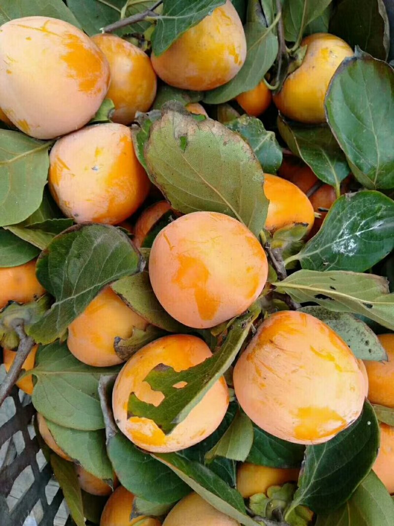 柿饼