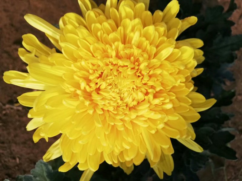 菊花