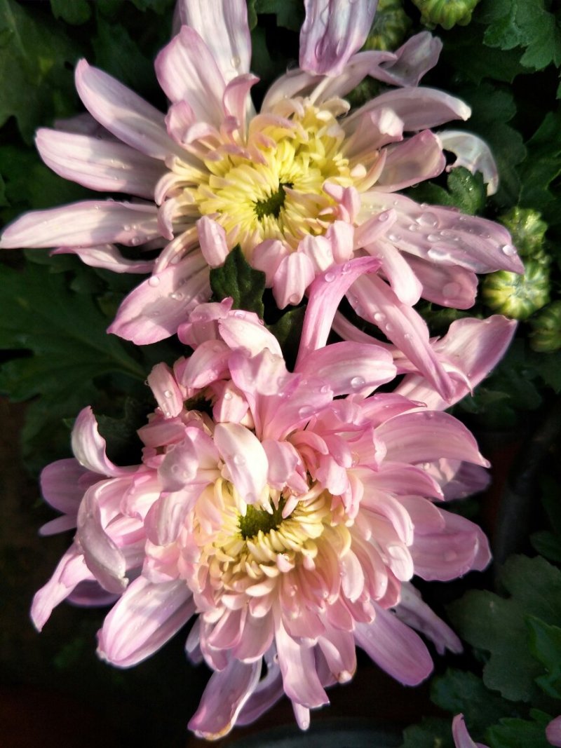 菊花