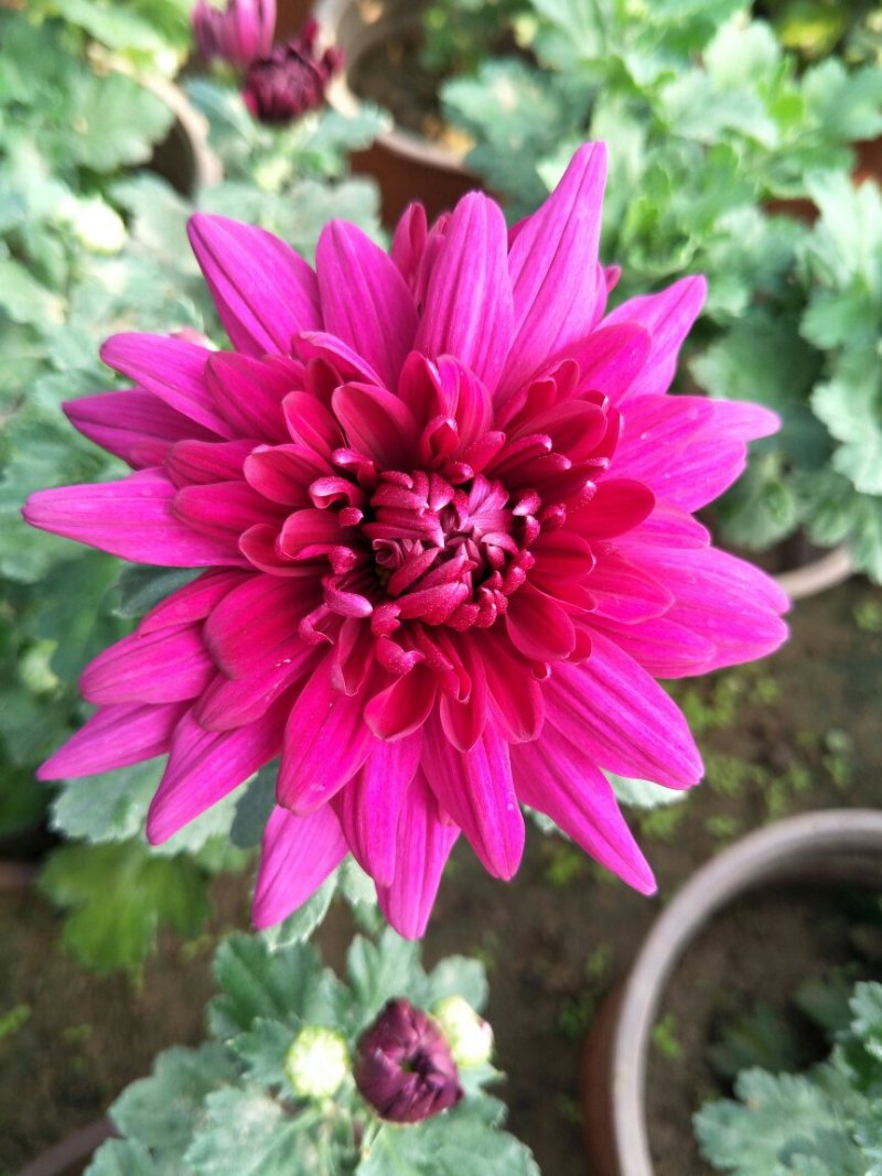 菊花