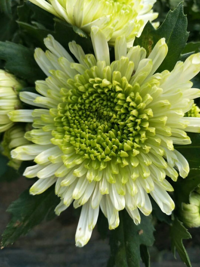 菊花