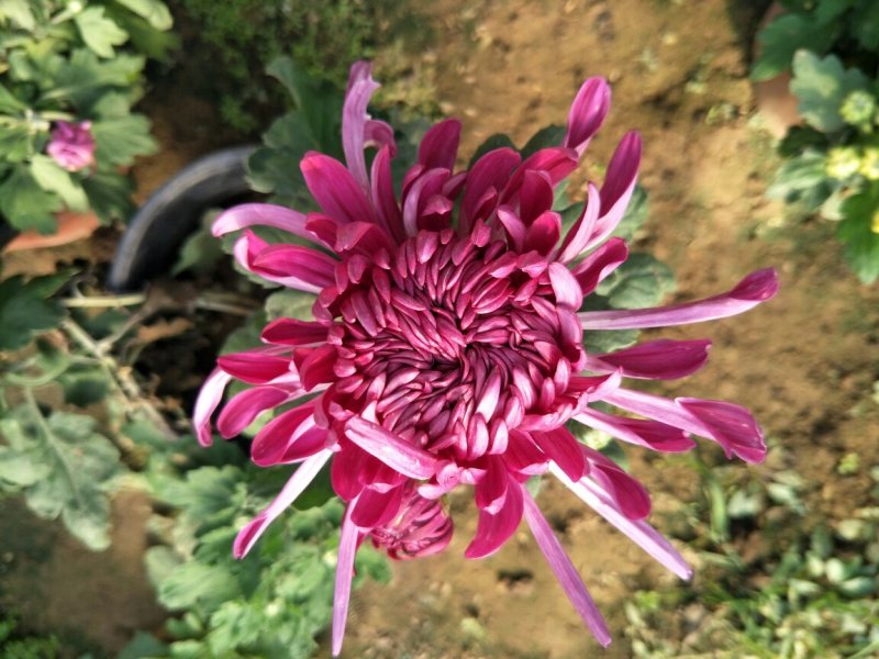 菊花