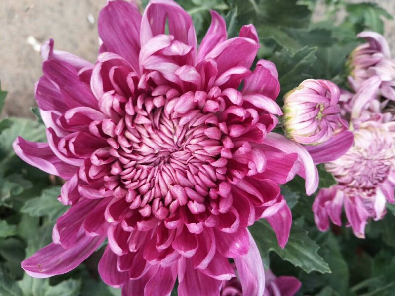 菊花