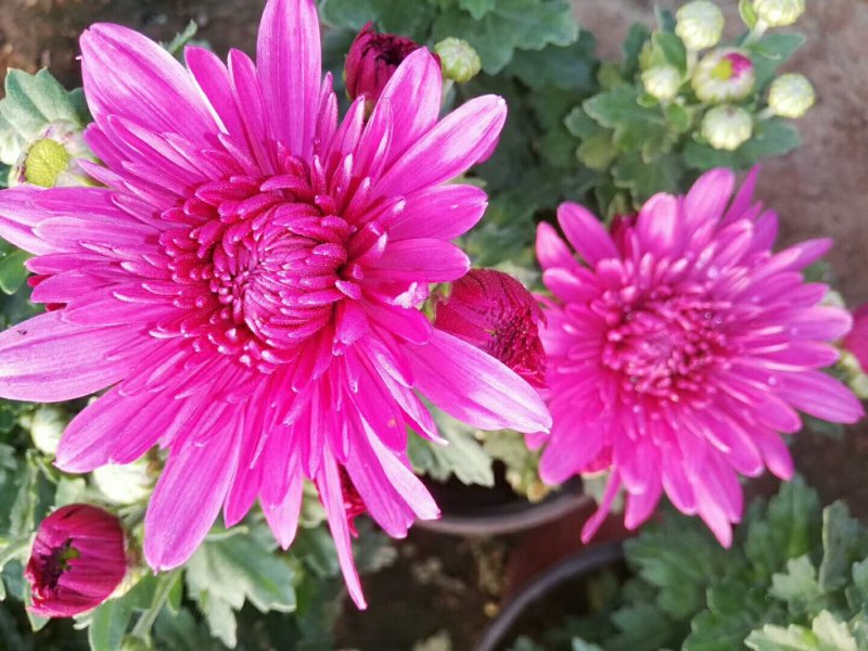 菊花