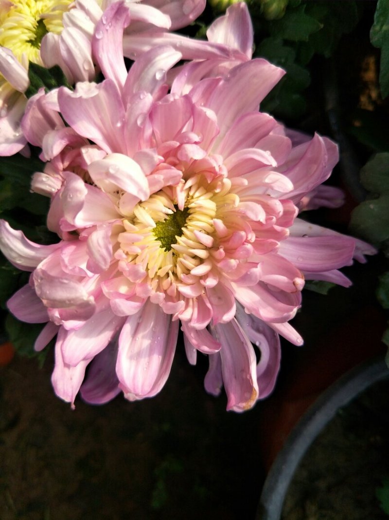 菊花