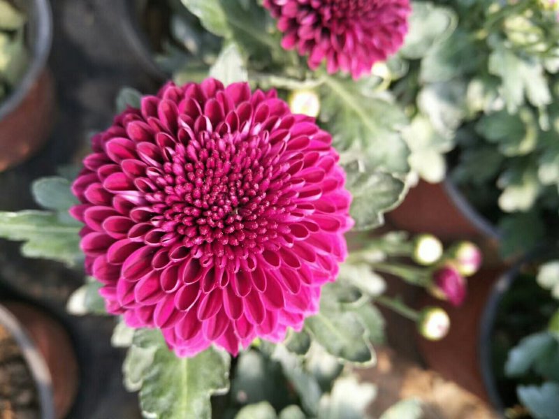 菊花