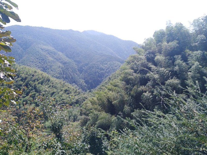 黄山地区有大量毛竹，欢迎选购！