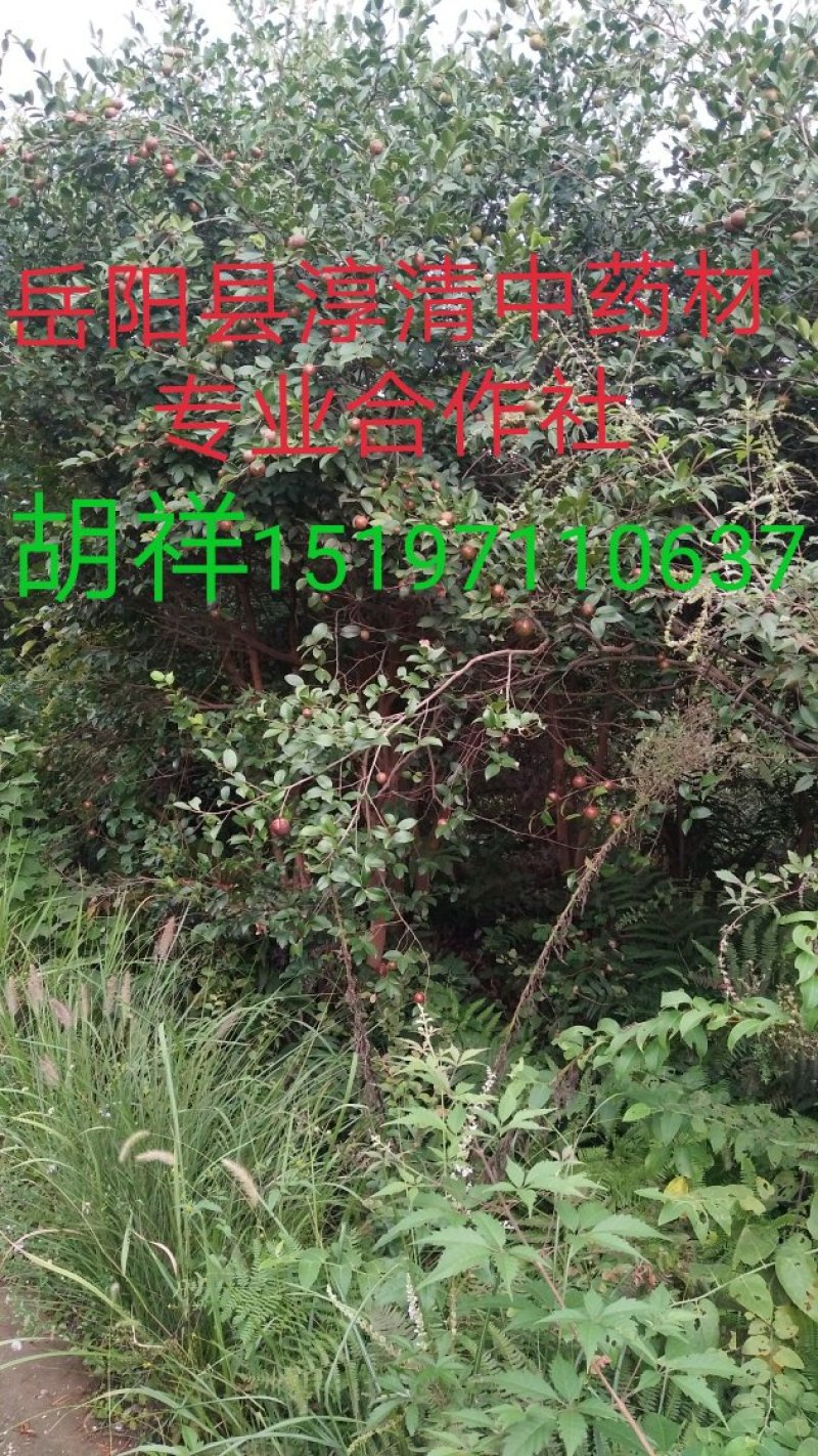 2020油茶鲜果预订中