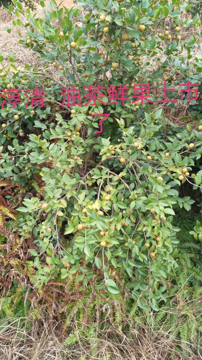 2020油茶鲜果预订中