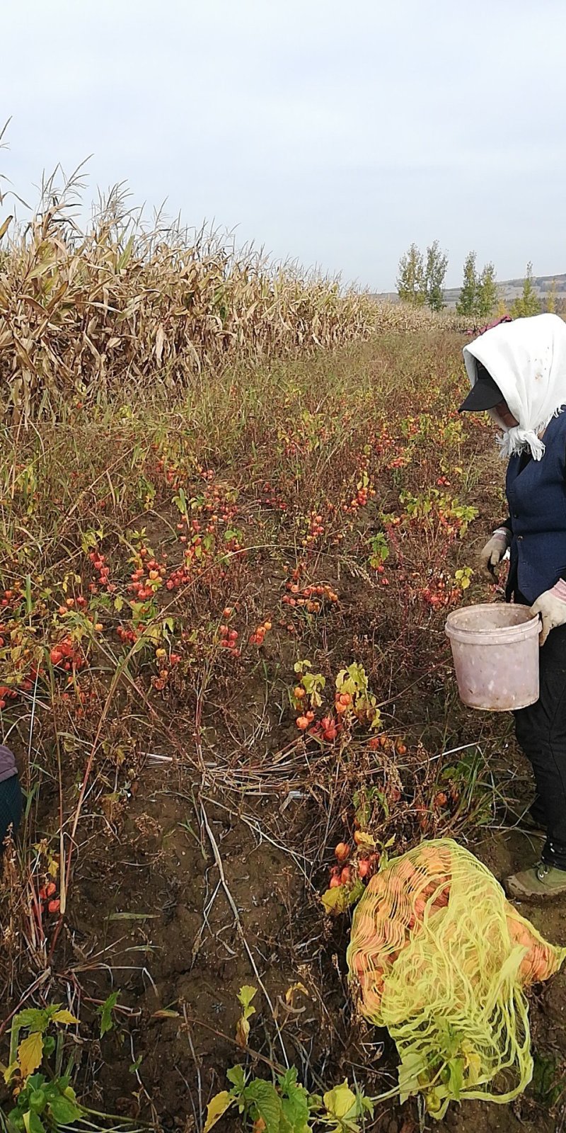 🇨🇳野生红菇娘