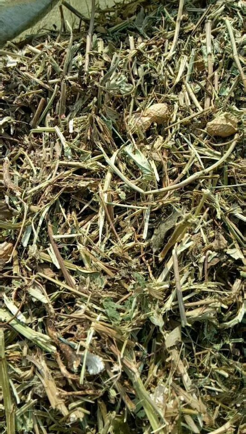 优质花生秧